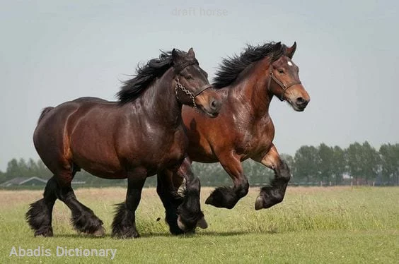 draft horse